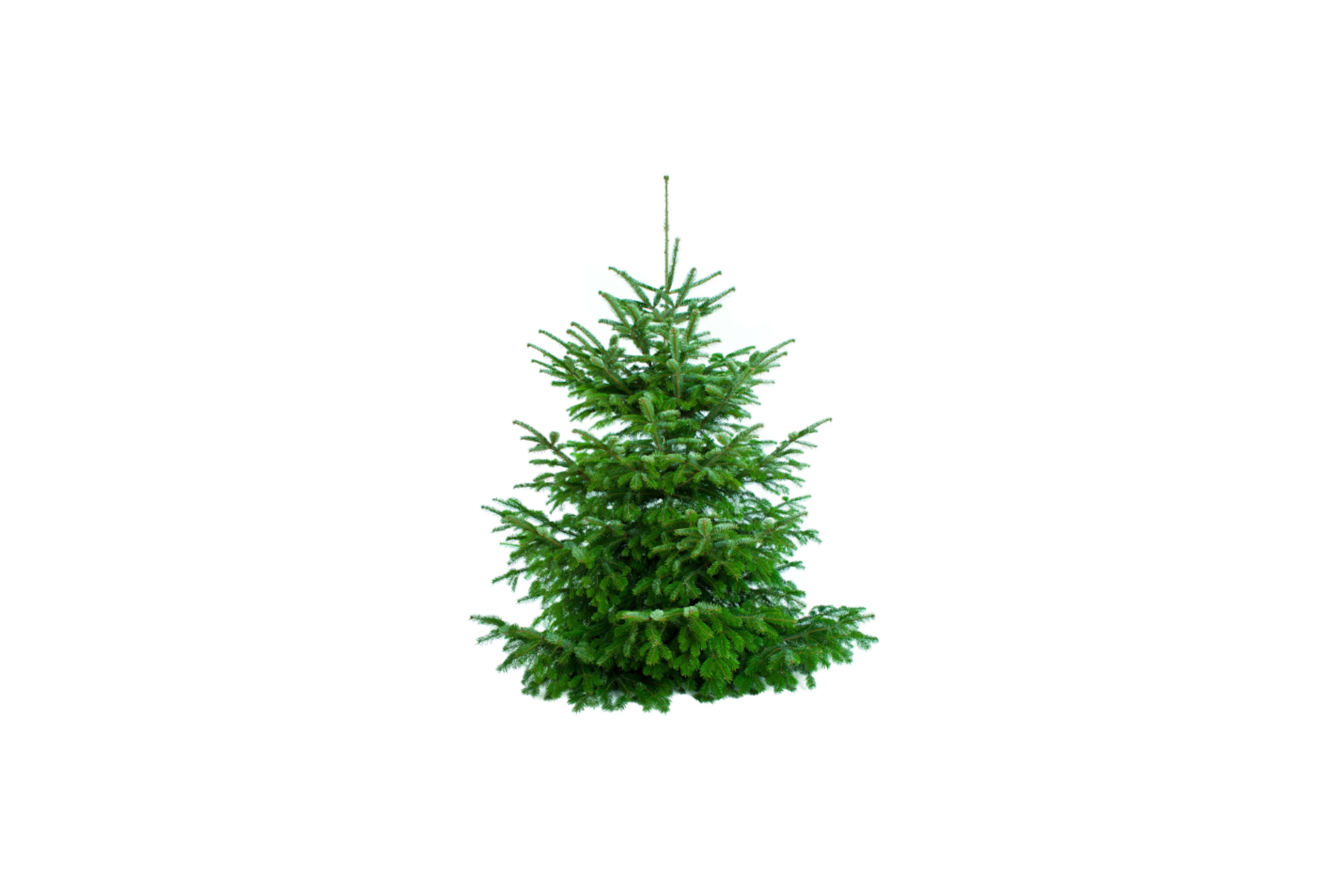 Weihnachtsbaum