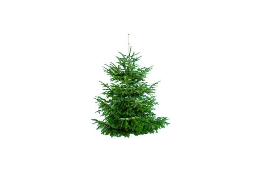 Weihnachtsbaum